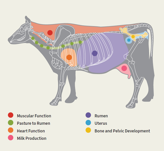 Calcium Infographic