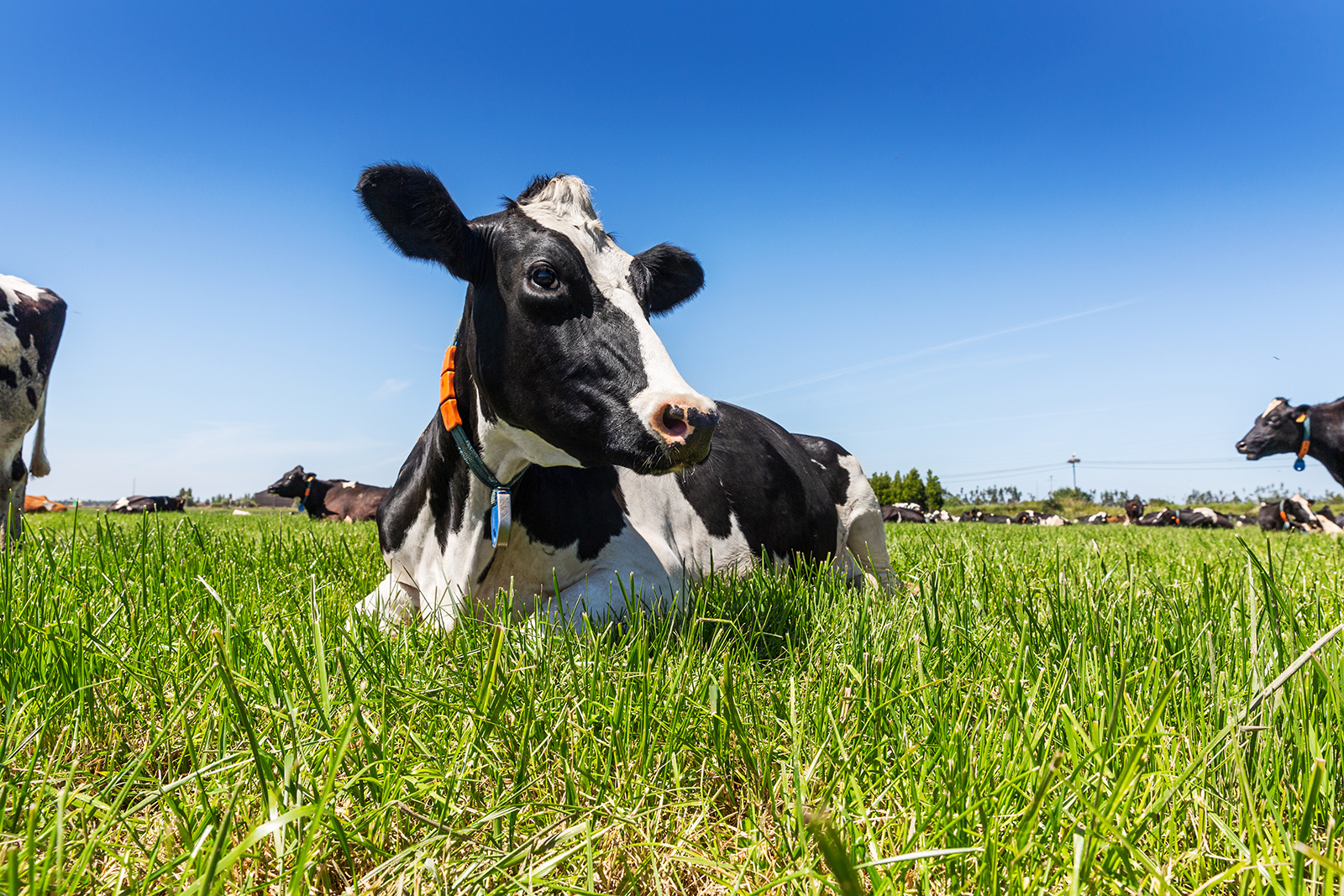 Dairy farming