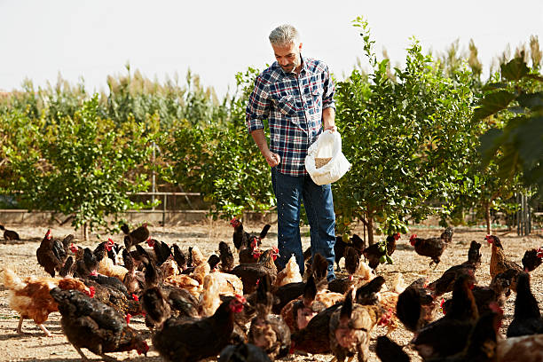 Feeding Poultry